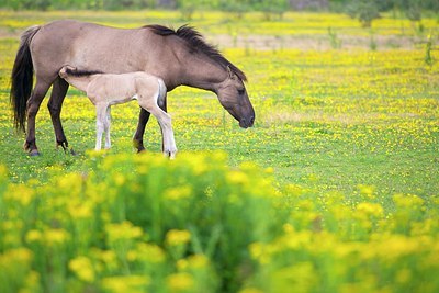 BUITEN BEELD Foto: 177340