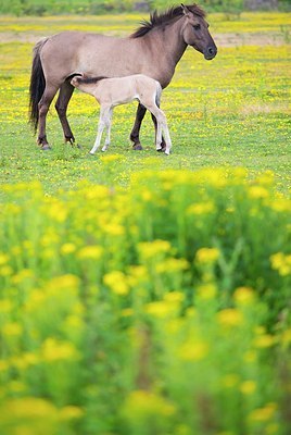 BUITEN BEELD Foto: 177346