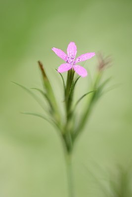 BUITEN BEELD Foto: 177364