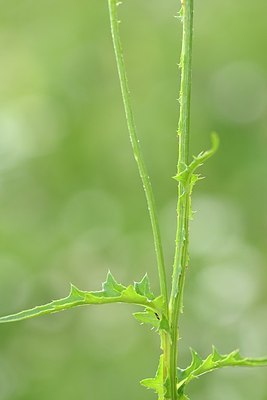 BUITEN BEELD Foto: 177375