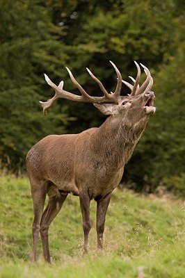 BUITEN BEELD Foto: 177402