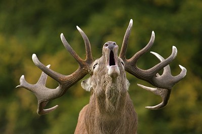 BUITEN BEELD Foto: 177411
