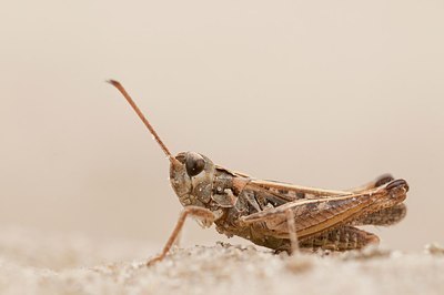BUITEN BEELD Foto: 177431