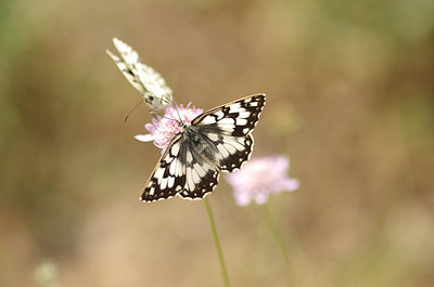 BUITEN BEELD Foto: 177462