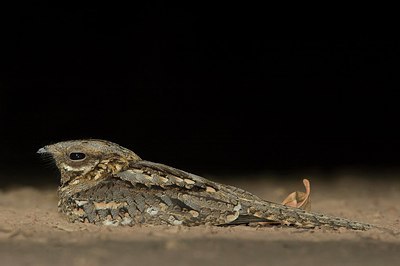 BUITEN BEELD Foto: 177465