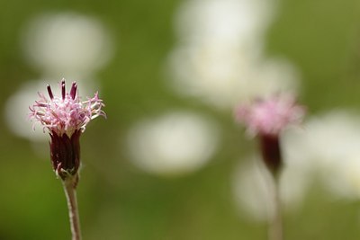 BUITEN BEELD Foto: 177489