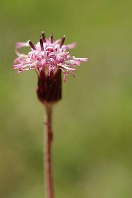 BUITEN BEELD Foto: 177491