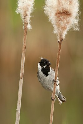 BUITEN BEELD Foto: 177508