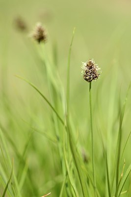 BUITEN BEELD Foto: 177522