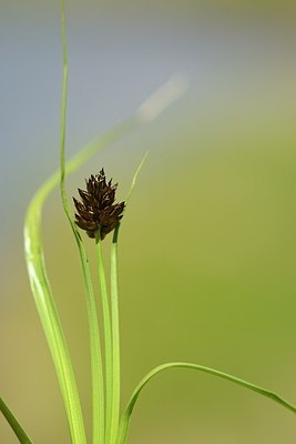 BUITEN BEELD Foto: 177529