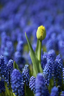 BUITEN BEELD Foto: 177530