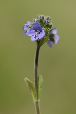 BUITEN BEELD Foto: 177543