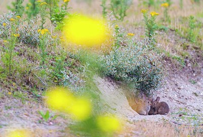 BUITEN BEELD Foto: 177582