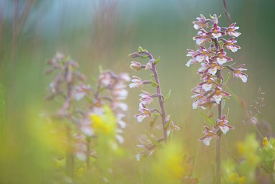 BUITEN BEELD Foto: 177597