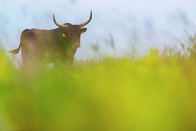 BUITEN BEELD Foto: 177631