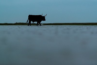 BUITEN BEELD Foto: 177648