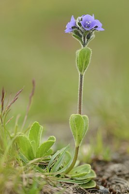 BUITEN BEELD Foto: 177662