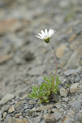 BUITEN BEELD Foto: 177676