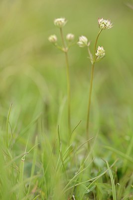 BUITEN BEELD Foto: 177681