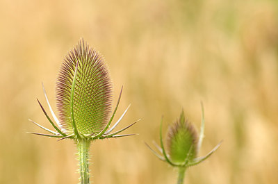 BUITEN BEELD Foto: 177685