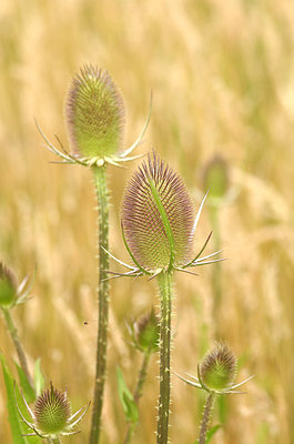 BUITEN BEELD Foto: 177686