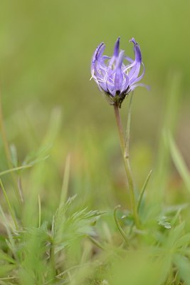 BUITEN BEELD Foto: 177687