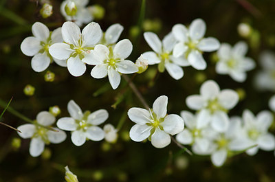 BUITEN BEELD Foto: 177692