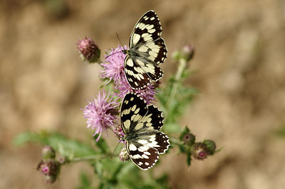 BUITEN BEELD Foto: 177727