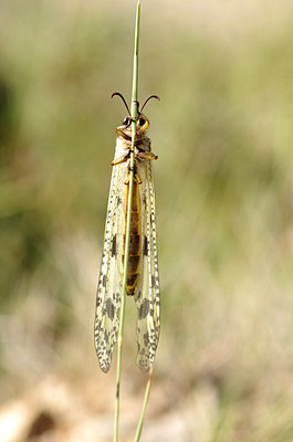 BUITEN BEELD Foto: 177729