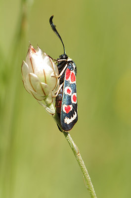 BUITEN BEELD Foto: 177730