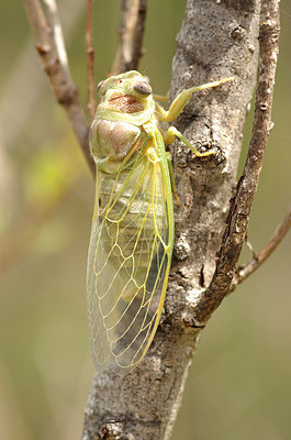 BUITEN BEELD Foto: 177733