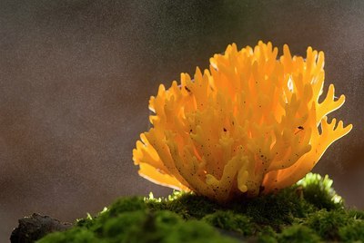 BUITEN BEELD Foto: 177793
