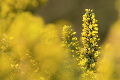 BUITEN BEELD Foto: 177804