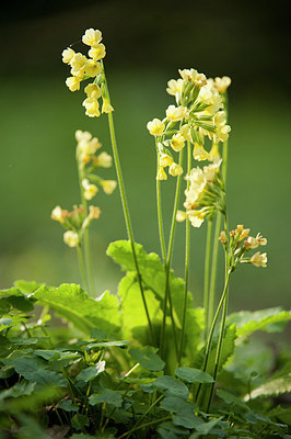 BUITEN BEELD Foto: 177809