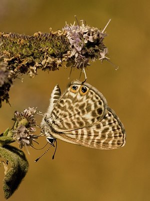 BUITEN BEELD Foto: 177832