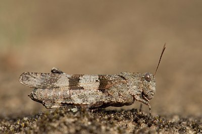 BUITEN BEELD Foto: 177836