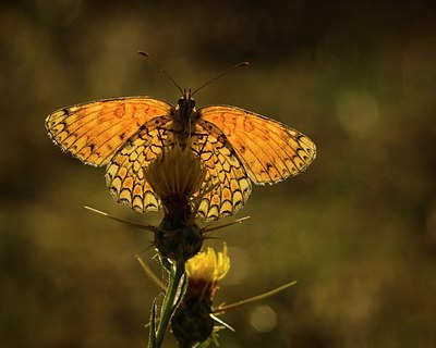 BUITEN BEELD Foto: 177837