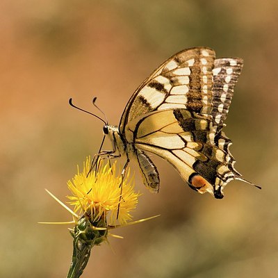 BUITEN BEELD Foto: 177841