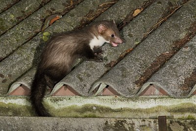 BUITEN BEELD Foto: 177847