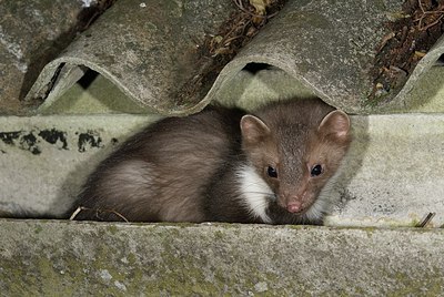 BUITEN BEELD Foto: 177849