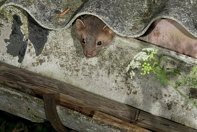 BUITEN BEELD Foto: 177852