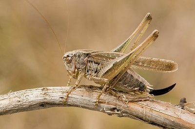 BUITEN BEELD Foto: 177882