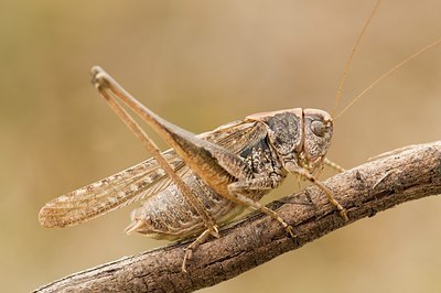 BUITEN BEELD Foto: 177884