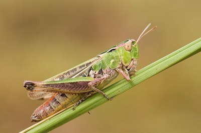 BUITEN BEELD Foto: 177885