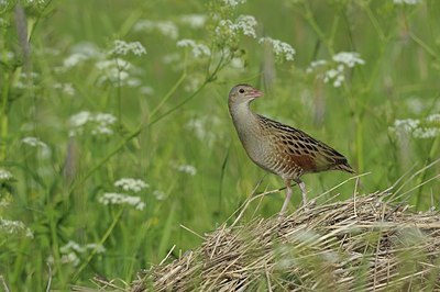 BUITEN BEELD Foto: 177897