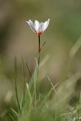 BUITEN BEELD Foto: 177942