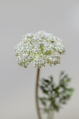BUITEN BEELD Foto: 177976