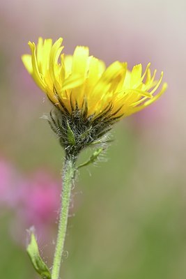 BUITEN BEELD Foto: 178021
