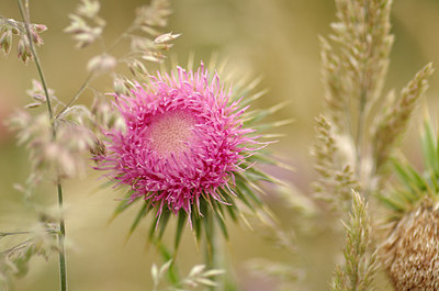 BUITEN BEELD Foto: 178064