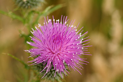 BUITEN BEELD Foto: 178066